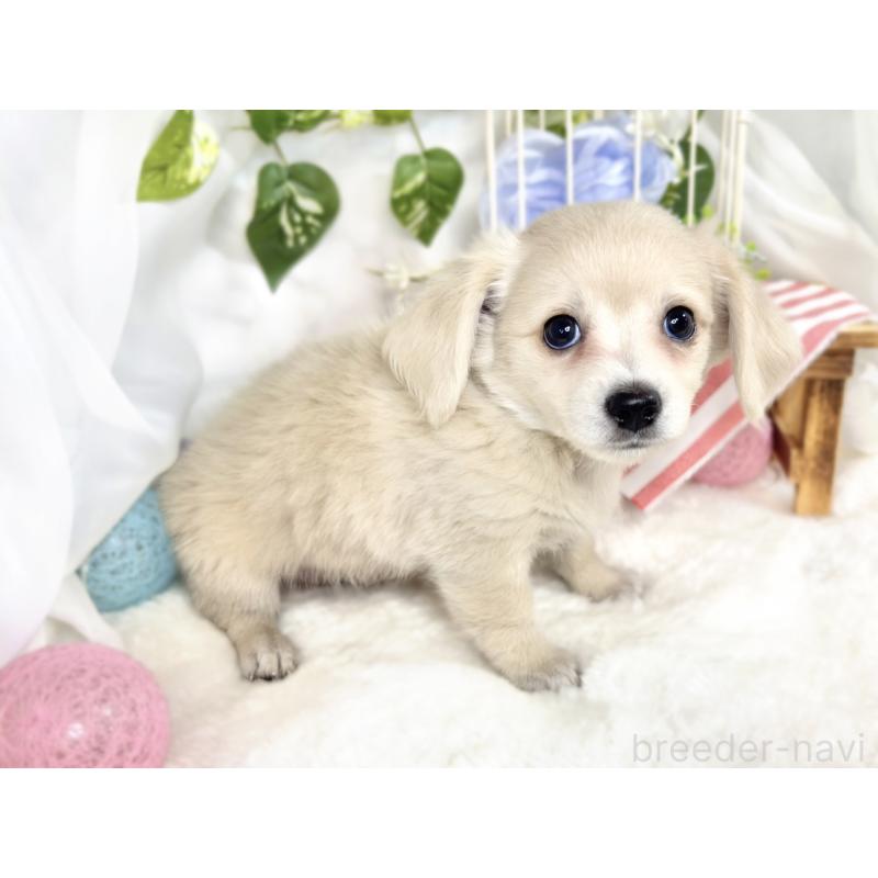 成約済の滋賀県のチワックス:チワワ×ミニチュアダックスフンド-411769の3枚目